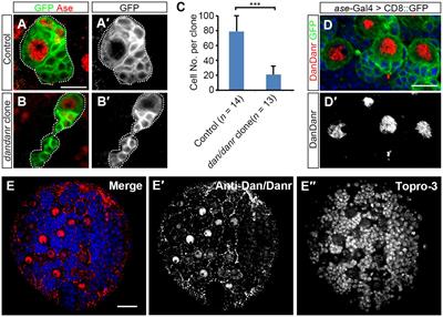 Pipsqueak family genes dan/danr antagonize nuclear Pros to prevent neural stem cell aging in Drosophila larval brains